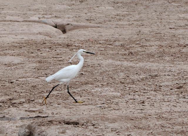 little egret